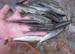 ayu3.jpg