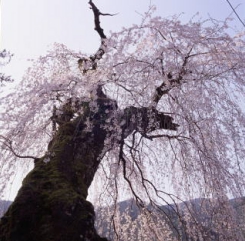 しだれ桜1.jpg