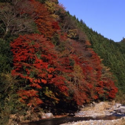 紅葉1.jpg