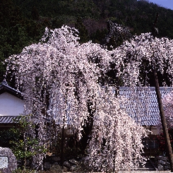 宝蔵寺１.jpg