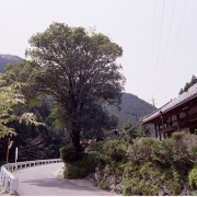 ginnmokusei2.jpg