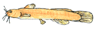 akaza.GIF